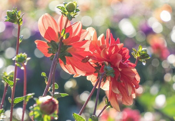 Oregon-Canby-Swam Island Dahlias-Dahlia flower garden in full color